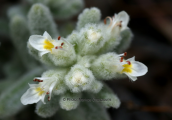 Teucrium polium at Parnitha mountain