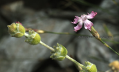 Sideritis raeseri subsp. attica with Dianthus serratifolius at Parnitha mountain