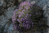 Headed savory  (Thymus capitatus) at Parnitha mountain