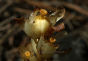 Monotropa hypopitys at Parnitha mountain