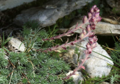 Saxifraga sempervivum at Olympus mountain