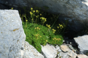 Saxifraga exarata at Olympus mountain