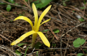 Sternbergia colchiciflora at Parnitha mountain
