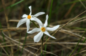 Narcissus serotinus at Schinias(Attica)
