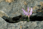 Colchicum cupani) at Sounio