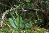 Fritillaria obliqua at Shinias (Attica)