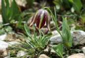 Fritillaria graeca at Parnitha mountain