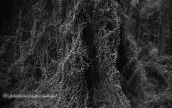 Forest005, Δασος forest b&w, Δασος forest b&w