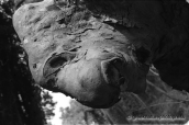 Forest019, Δασος forest b&w, Δασος forest b&w