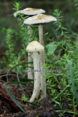 Mushroom (Stropharia semiglobata) at Strofilia forest