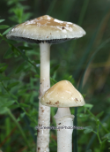 Mushroom (Stropharia semiglobata) at Strofilia forest