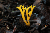 Calocera viscosa at Menalo mountain