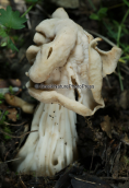 Helvella crispa at Menalo mountain