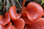 Guepinia helvelloides at Giona mountain
