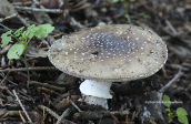 Μανιταρι (Amanita pantherina)