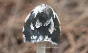 Coprinopsis picacea at Parnitha mountain