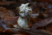 Helvella crispa at Dirfis mountain