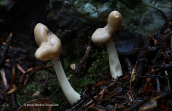 Helvella elastica at Dirfis mountain