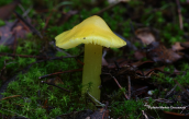 Hygrocybe chlorophana at Hymettus mountain
