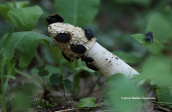 Phallus impudicus var. impudicus at Pindos mountains