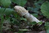 Phallus impudicus var. impudicus at Pindos mountains