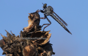 Robber fly (Asilidae family)