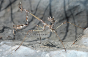 Empusa fasciata