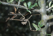 Empusa fasciata