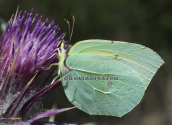 Brimstone (Gonepteryx rhamni) at Parnitha mountain