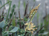 Empusa fasciata