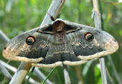 Giant peacock moth at Shinias wetlands