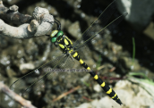 Goldenring (Cordulegaster bidentata) at Parnitha mountain