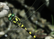 Goldenring (Cordulegaster bidentata) at Parnitha mountain