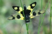 Libelloides macaronius at Varnountas mountain
