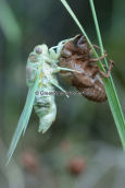 Cicada