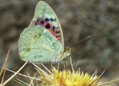Cardinal butterfly at Parnitha mountain