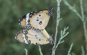 Plain tigers  (Danaus chrysippus) at Acheloos delta