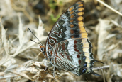 Two-tailed Pasha (Charaxes jasius) at Parnitha mountain