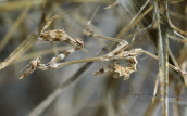 Empusa fasciata at Parnitha mountain