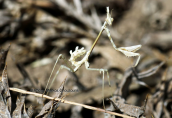 Empusa fasciata at Parnitha mountain