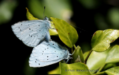 Butterflies (Celastrina argiolus) at Menalo mountain