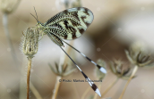 Nemoptera sinuata at Attica
