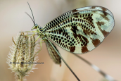 Nemoptera sinuata at Attica