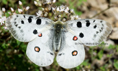 Parnassius apollo at Oeta mountain