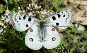 Parnassius apollo at Oeta mountain