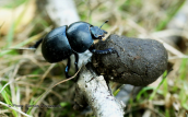 Trypocopris vernalis