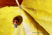 Harlequin ladybird (Harmonia axyridis) at Rodopi mountain