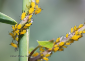 Aphis nerii at Sperchios delta