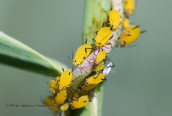 Aphis nerii at Sperchios delta