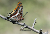 Two-tailed Pasha (Charaxes jasius) at Parnitha mountain